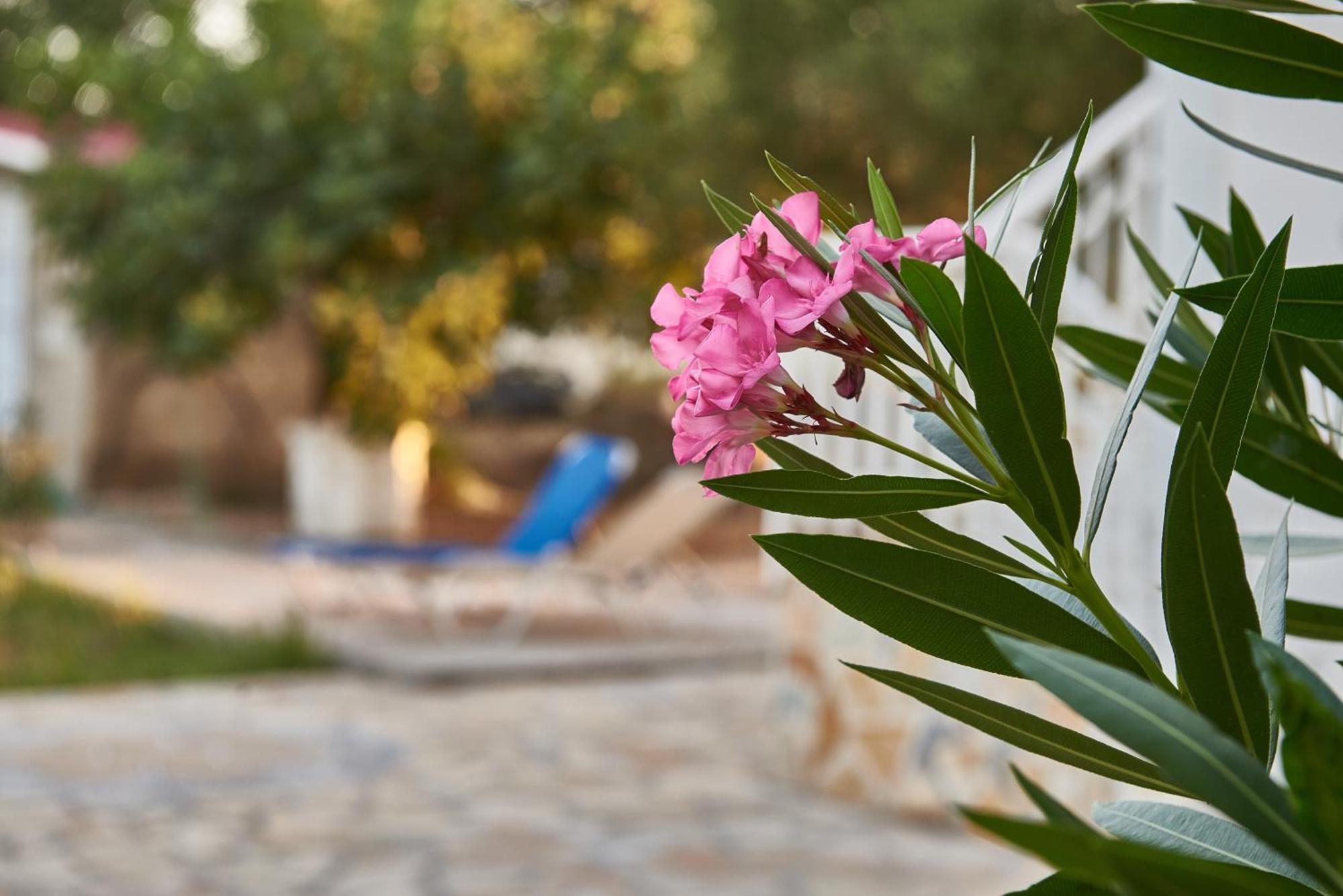 Villa Rania / Zante Drosia Kypseli Dış mekan fotoğraf