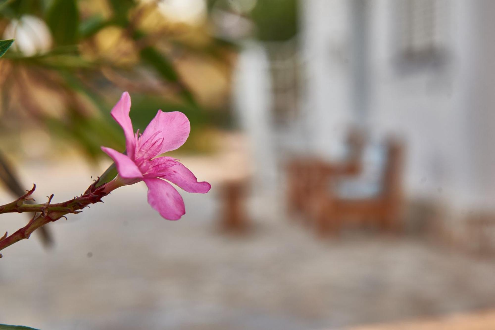 Villa Rania / Zante Drosia Kypseli Dış mekan fotoğraf