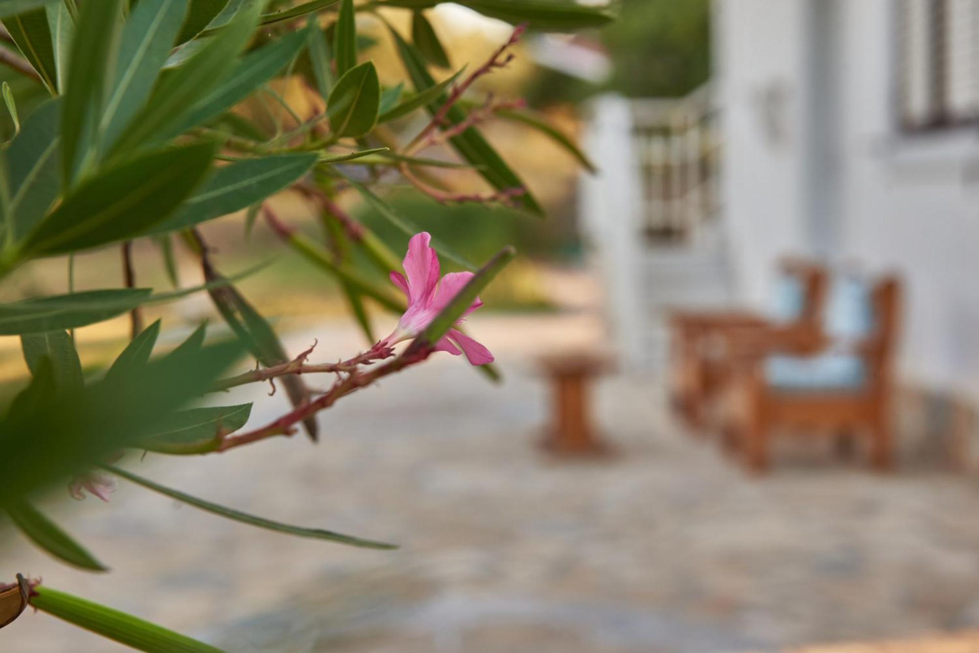Villa Rania / Zante Drosia Kypseli Dış mekan fotoğraf