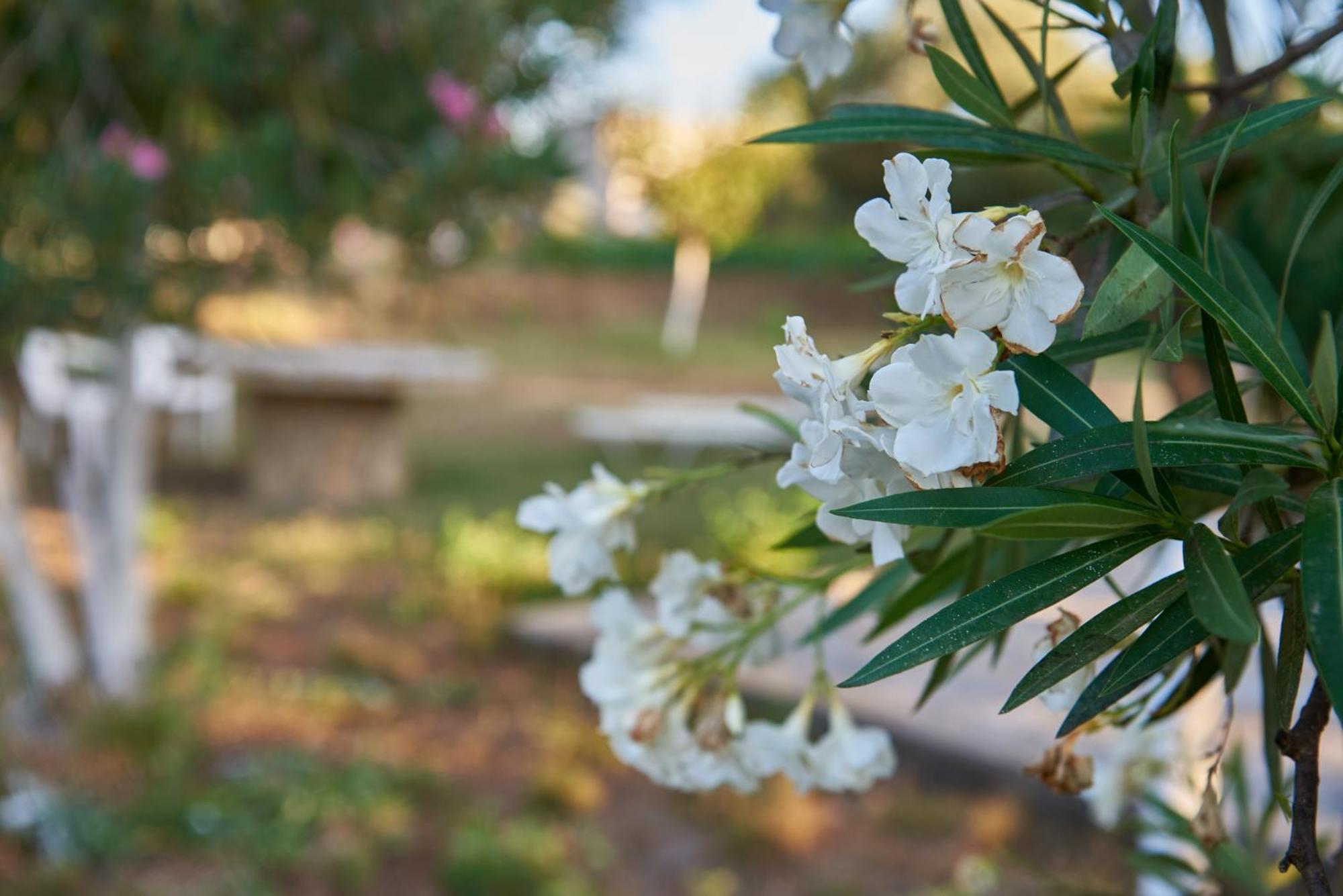 Villa Rania / Zante Drosia Kypseli Dış mekan fotoğraf